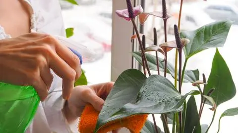 Anturium w doniczce – uprawa, pielęgnacja i podlewanie kwiatu