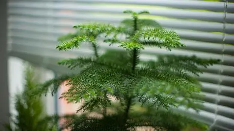 Araukaria wyniosła – uprawa, przycinanie i pielęgnacja w domu