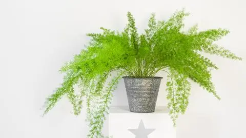 Asparagus (kwiat) – uprawa i pielęgnacja w domu