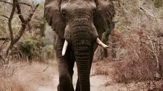 black elephant walking on brown sand