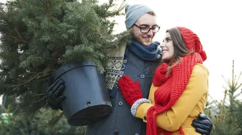 Choinki żywe na pniu w doniczkach – jakie wybrać? Pielęgnacja drzewka