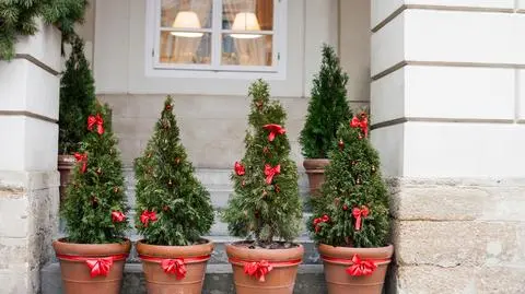 Choinka w doniczce, jak pielęgnować? Jakie drzewko wybrać?