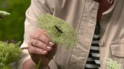 Ciekawostka entomologiczna w "Nowej Mai w ogrodzie"