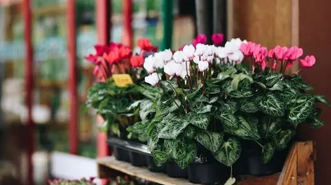 Cyklamen perski – uprawa. Jak pielęgnować fiołki alpejskie?