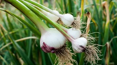 Jak sadzić, uprawiać i pięlęgnować czosnek?