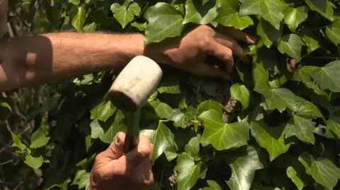 Dendrolog – kto to jest, jakie ma uprawnienia i kiedy trzeba go wezwać