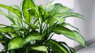 Dieffenbachia - 1.jpg