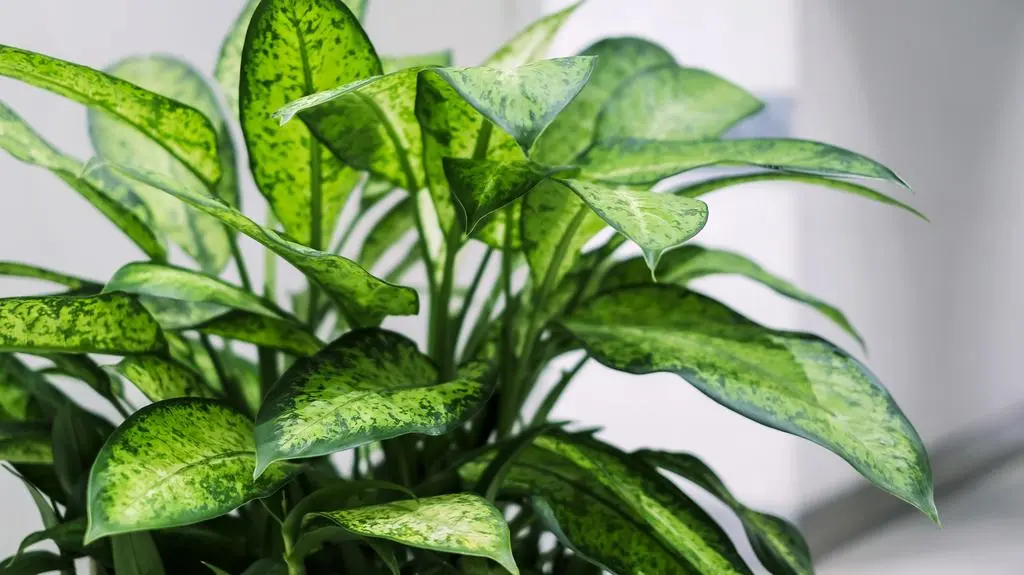 Dieffenbachia - 1.jpg