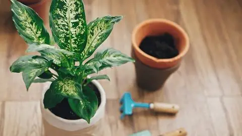 Dieffenbachia – uprawa, pielęgnacja i podlewanie rośliny