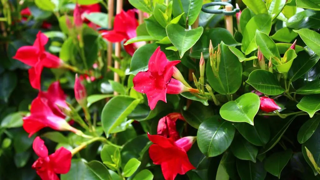 dipladenia.jpg