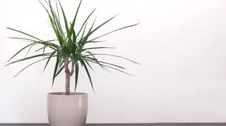 Dracena (lucky bamboo)