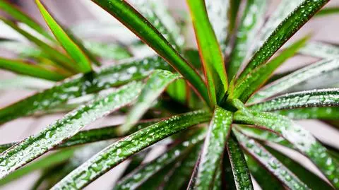 Dracena obrzeżona – uprawa, pielęgnacja, wymagania i podlewanie