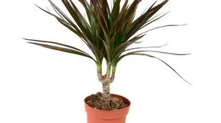 dracena obrzeżona1.jpg