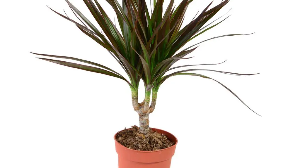 dracena obrzeżona1.jpg