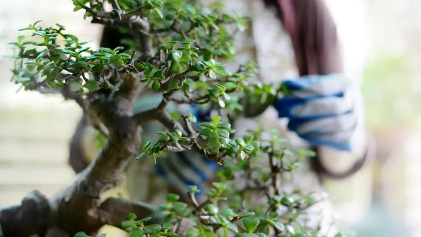 Drzewko bonsai w domu - jak pielgnowa? Przycinanie i podlewanie drzewka
