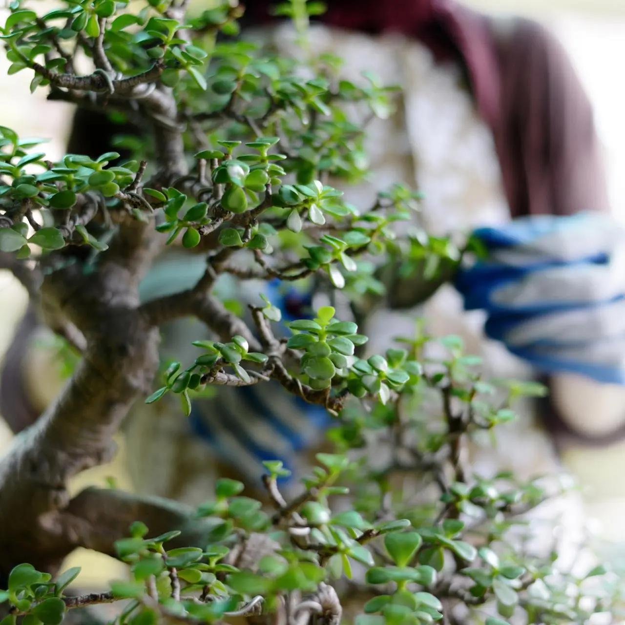 Drzewko bonsai w domu - jak pielgnowa? Przycinanie i podlewanie drzewka