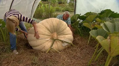 Dynia gigant i dziwna jarzębina z "Nowej Mai w ogrodzie"