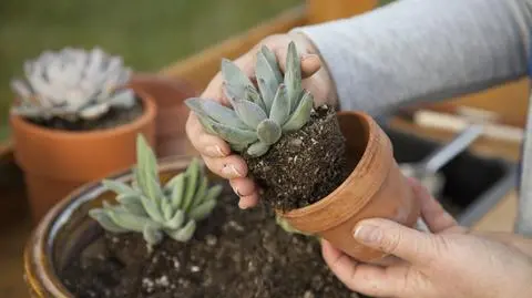 Eszeweria – uprawa, pielęgnacja i wymagania kwiatu doniczkowego