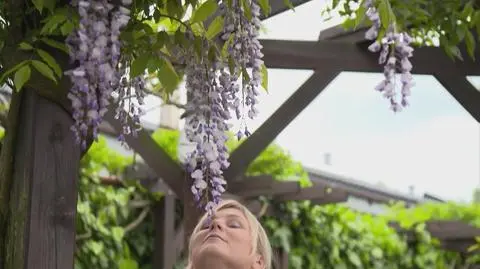 Glicynia chińska (wisteria), która zachwyciła Maję Popielarską