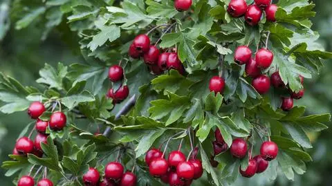 Głóg jednoszyjkowy – uprawa, sadzenie, pielęgnacja, wymagania