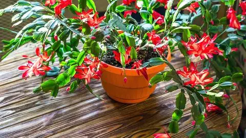 Grudnik (kwiat) - uprawa, pielęgnacja, przycinanie i rozmnażanie