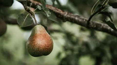 Grusza – uprawa w ogrodzie, odmiany, pielęgnacja, wymagania