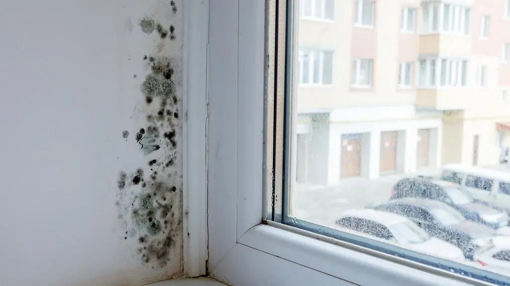 grzyb na ścianie.jpg