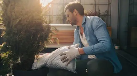 Najlepsze iglaki do uprawy na balkonie i tarasie