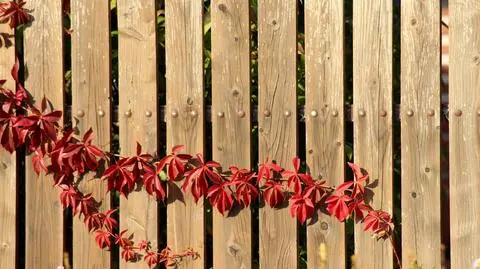 Jak osłonić się przed światem i odgrodzić przed sąsiadem? Proste rozwiązania na balkon i ogrodzenie