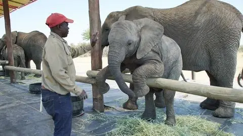 Jak to robią zwierzęta?