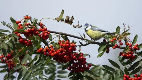 Jarząb pospolity (jarzębina) – uprawa w ogrodzie, odmiany i wymagania