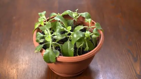 Kalanchoe - jak uprawiać i pielęgnować?