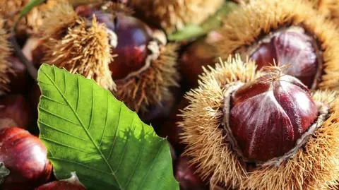 Kasztan jadalny - uprawa, pielęgnacja i sadzenie