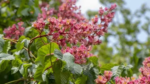 Kasztanowiec – uprawa w ogrodzie, odmiany i pielęgnacja.