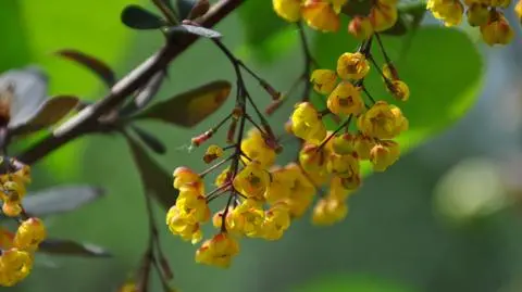 Krzewy kwitnące cały rok – jak dobrać te odpowiednie.