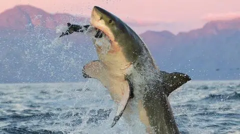 SHARK WEEK 2020: Kultowe rekiny