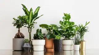 Kwiaty doniczkowe do domu - 1.jpg