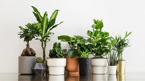 Kwiaty doniczkowe do domu – najpopularniejsze duże i małe kwiaty