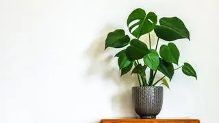 Kwiaty doniczkowe do domu - 4 [monstera].jpg