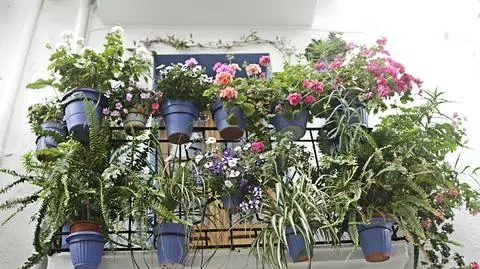 Najlepsze kwiaty na balkon – sprawdź, jak wybrać kwiaty balkonowe!