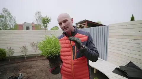 Lawenda wąskolistna - roślina, która sprawdzi się w każdym ogrodzie