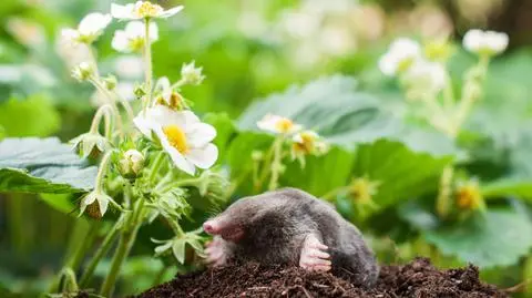 Sprawdzone metody na pozbycie się kreta