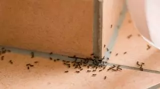 Mrówki w domu