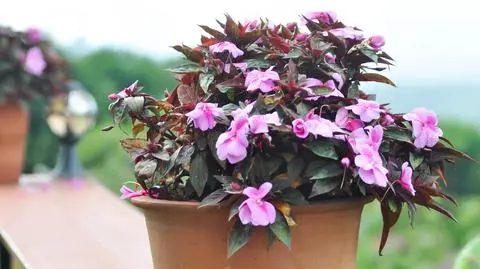 Niecierpek w domu – uprawa, pielęgnacja, wymagania i podlewanie