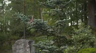 Japoński ogród w samym sercu Karkonoszy? To może oznaczać tylko jedno: mnóstwo nietypowych, rzadkich i bardzo ciekawych roślin. W 34. odcinku 4. sezonu swojego programu Maja Popielarska naprawdę miała nam o czym opowiadać. By zrobić to jak najlepiej i najdokładniej była gotowa wspiąć się nawet na kamień! Ale czego się nie robi, by obejrzeć z bliska i dotknąć imponującą jodłę szlachetną "Glauca"... - Imponuję nie tylko niesamowitymi igłami w kolorze srebrno-niebieskim na tych młodych przyrostach. Najefektowniejsze są jej szyszki. Charakterystyczne dla jodeł, wyniesione pionowo w górę nad pędem - zachwycała się prowadząca program "Nowa Maja w ogrodzie". Ale to niejedyna roślina, której dokładniej się przyjrzała. Maja Popielarska zwróciła także uwagę na m.in. ostrokrzew kolczasty "Silver Queen" czy azalie. 