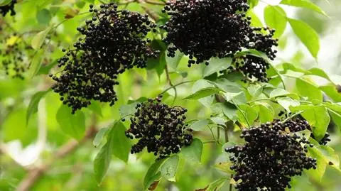 "Nowa Maja w ogrodzie": czarny bez to jedno z ulubionych drzew Mai Popielarskiej