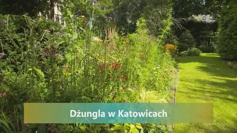 Nowa Maja w ogrodzie: "Dżungla w Katowicach"