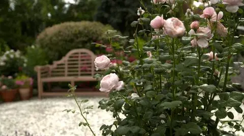 "Nowa Maja w ogrodzie": jak dbać o róże?