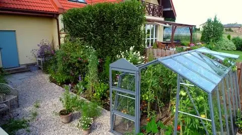 "Nowa Maja w ogrodzie": jak stworzyć i jak dbać o grabowy  ekran?