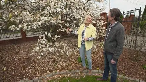Nowa Maja w ogrodzie: jakie przymrozki mogą wytrzymać magnolie?